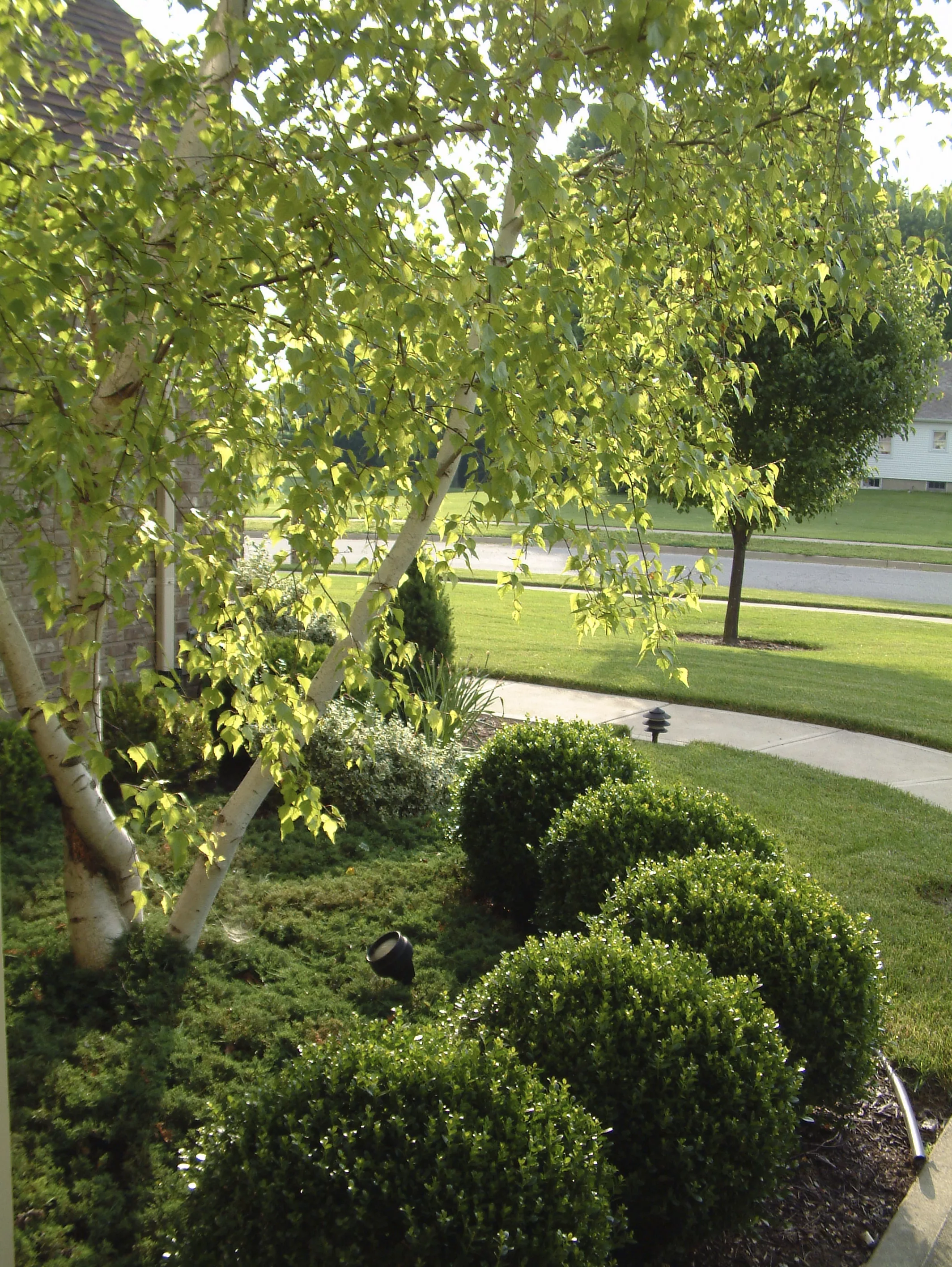 Best Maple Trees Harvest Lawn Care