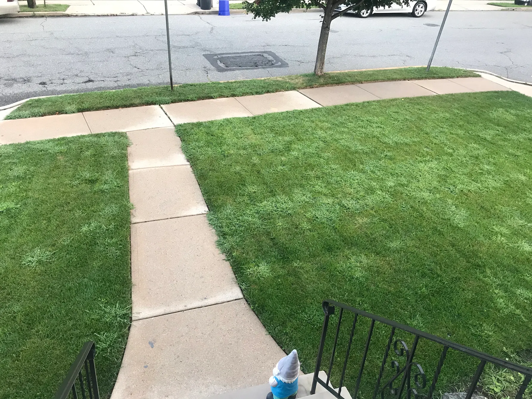 before photo of lawn 