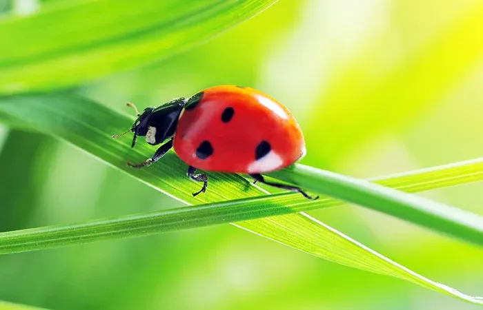 Lady bug on grass