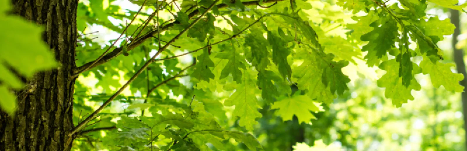 Healthy maple tree in New Jersey