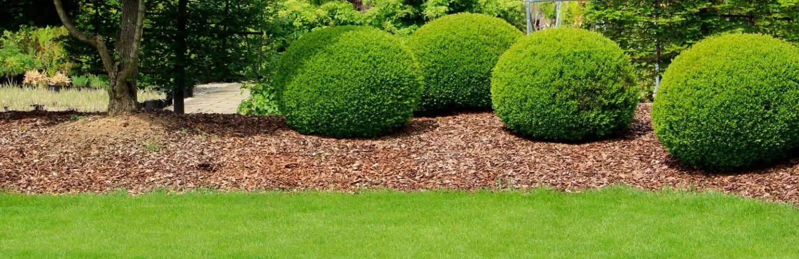 Healthy well maintained shrubs and lawn