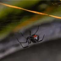 A black widow spider in New Jersey