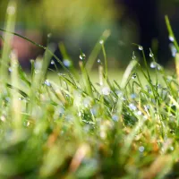Healthy lawn in the spring weather