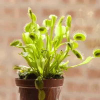 Indoor plant Venus flytrap on a window sill