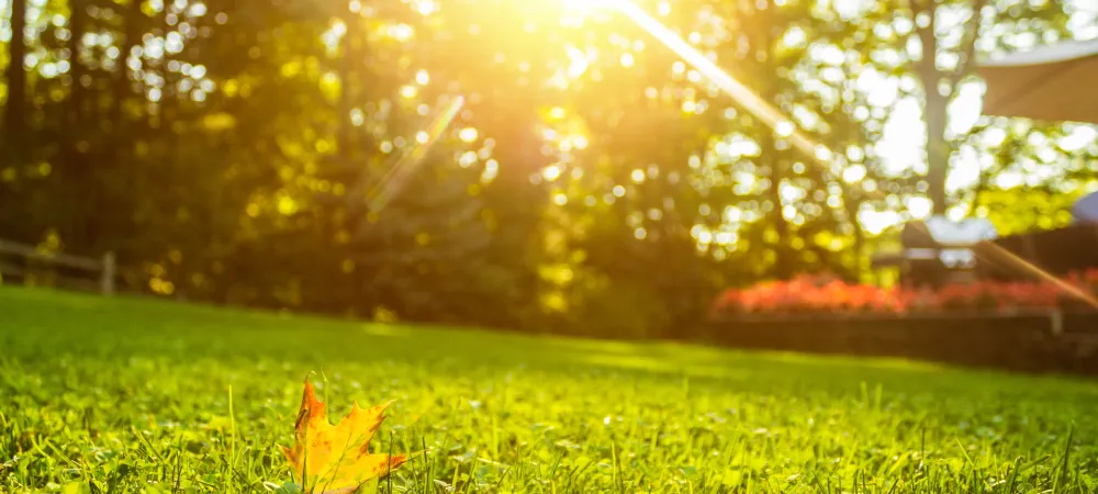 Healthy lawn in Bergen county