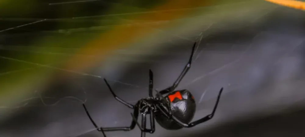 A black widow spider in New Jersey