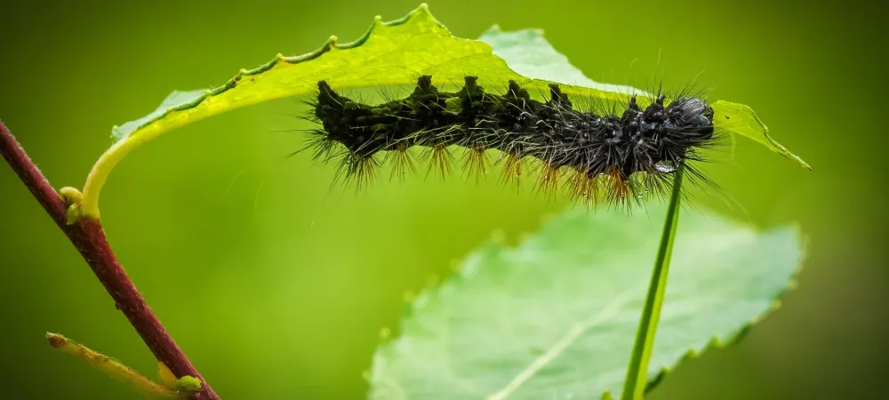 pest damaging ornamentals