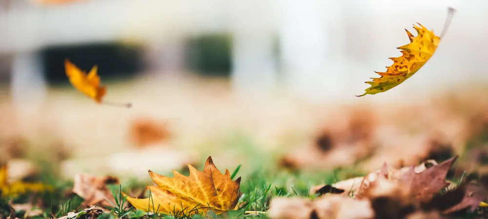 fall leaves on lawn