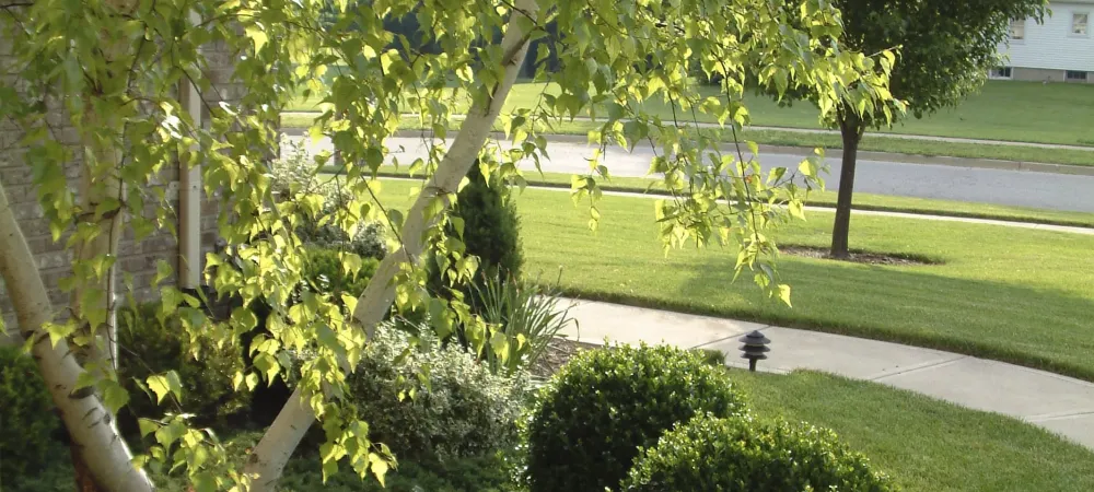 A healthy tree in new jersey