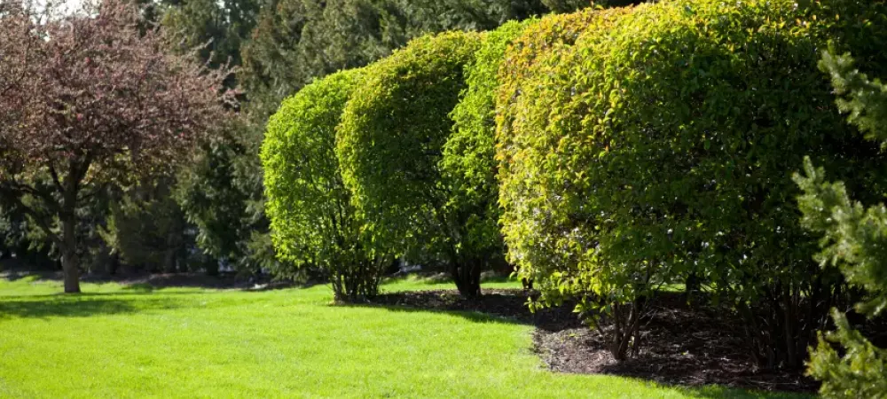 trees in new jersey creating privacy wall