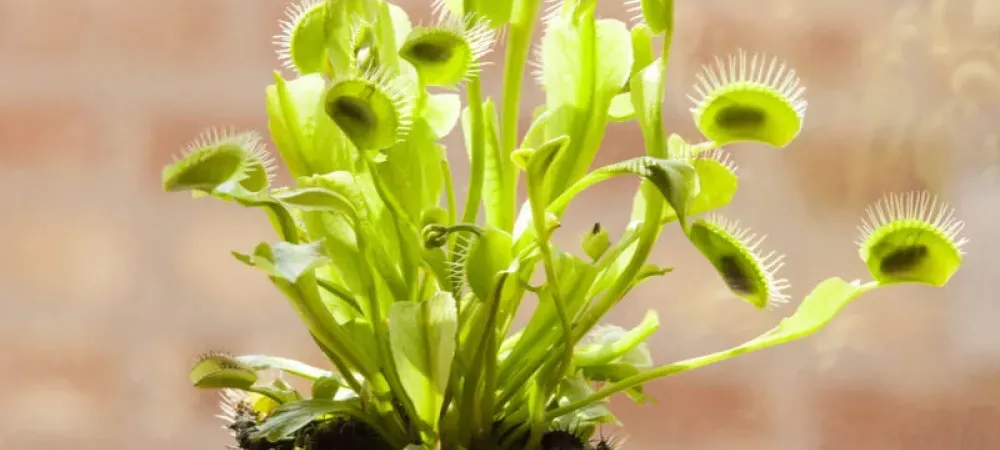 Indoor plant Venus flytrap on a window sill