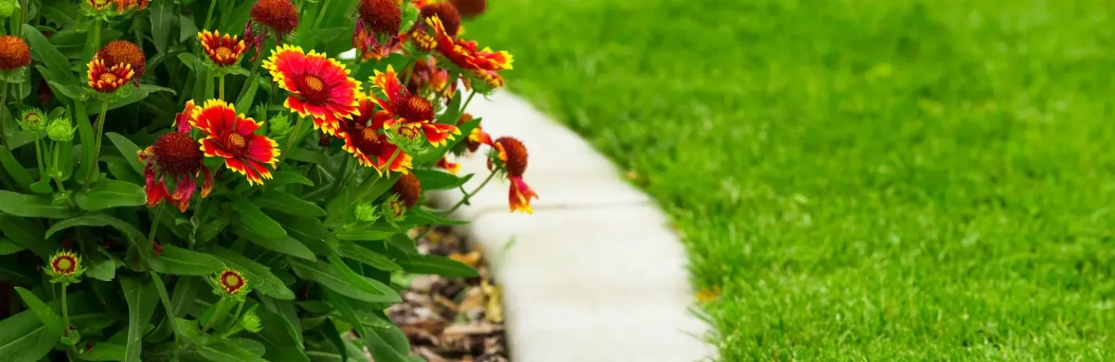 Green healthy grass and flowers