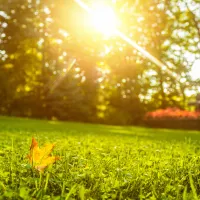 Healthy lawn in Bergen county
