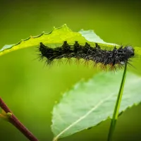 pest damaging ornamentals