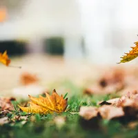 fall leaves on lawn