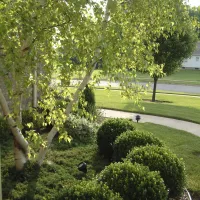 A healthy tree in new jersey