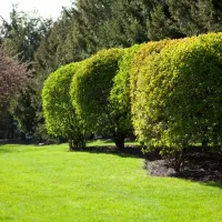 trees in new jersey creating privacy wall