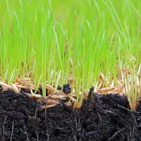 New grass from healthy seeds