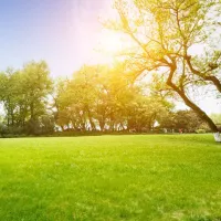Healthy spring lawn