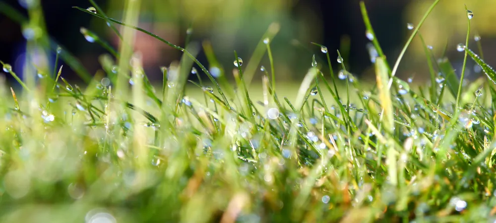 Healthy lawn in the spring weather