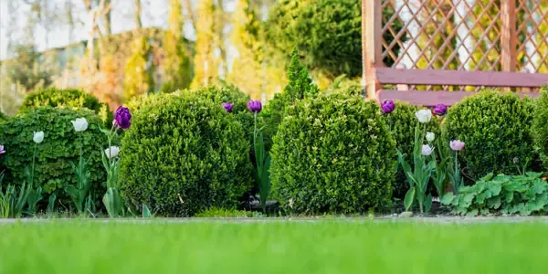 Healthy trees and shrubs